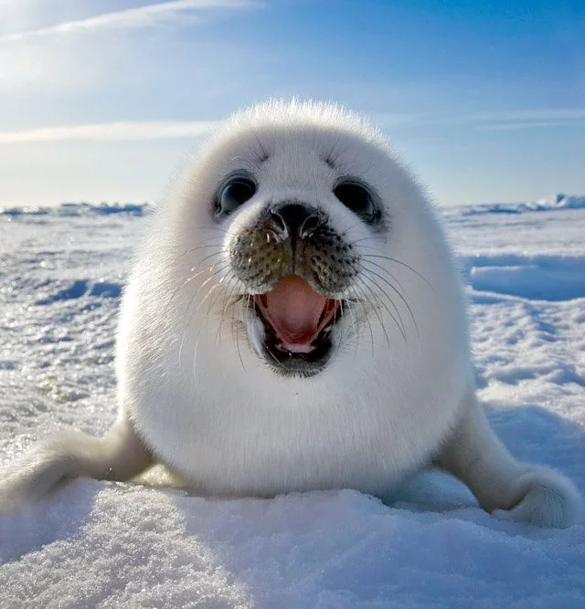 Cute seal