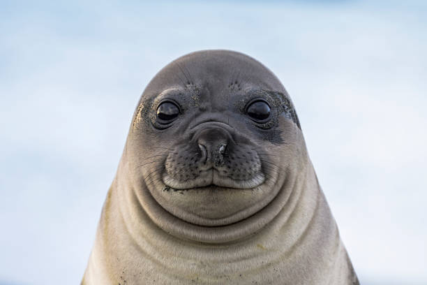 Seal grown up